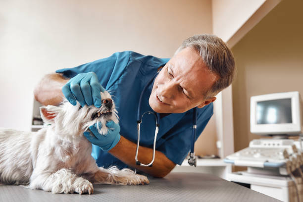 Best Emergency Dental Care for Broken or Chipped Teeth in Newton, TX